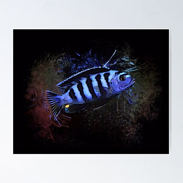 Item preview, Male Saulosi Cichlid Portrait  designed and sold by Digital-designs.