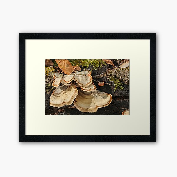 Item preview, Forest Floor and Fungi designed and sold by Gary Horner.