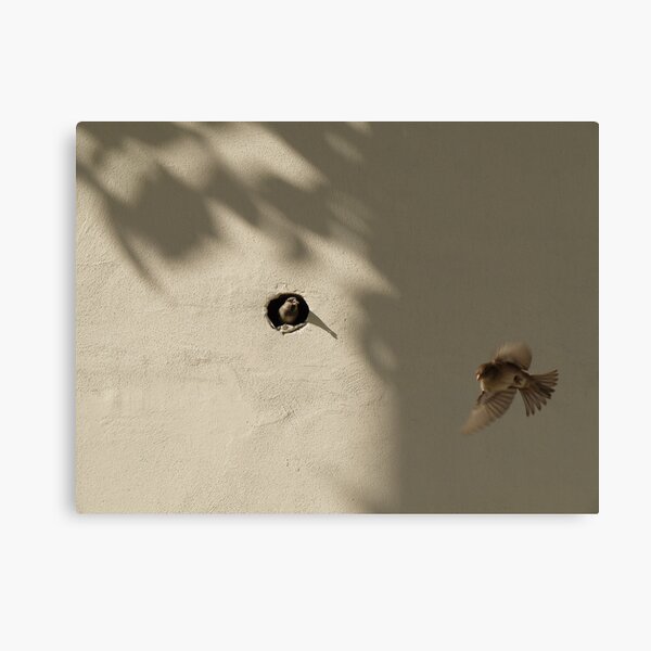 Sparrows living in the wall of Bab-ı Ali (Sublime Porte) Canvas Print