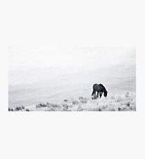 Horse. Photographic Print