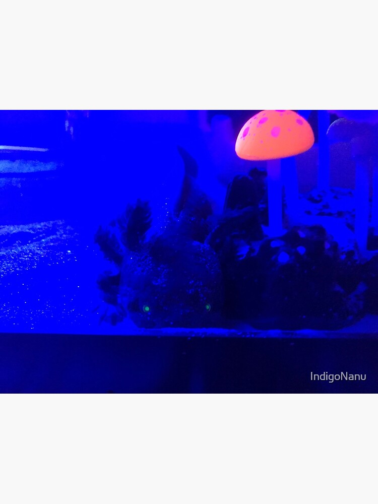 "Funky Axolotl under UV light" Poster for Sale by IndigoNanu Redbubble