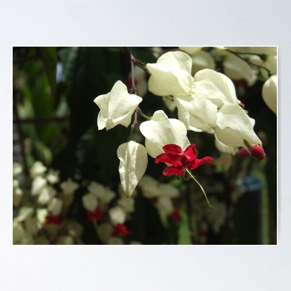 Item preview, Bleeding Heart Vine - Queens Gardens, Townsville designed and sold by BreeDanielle.
