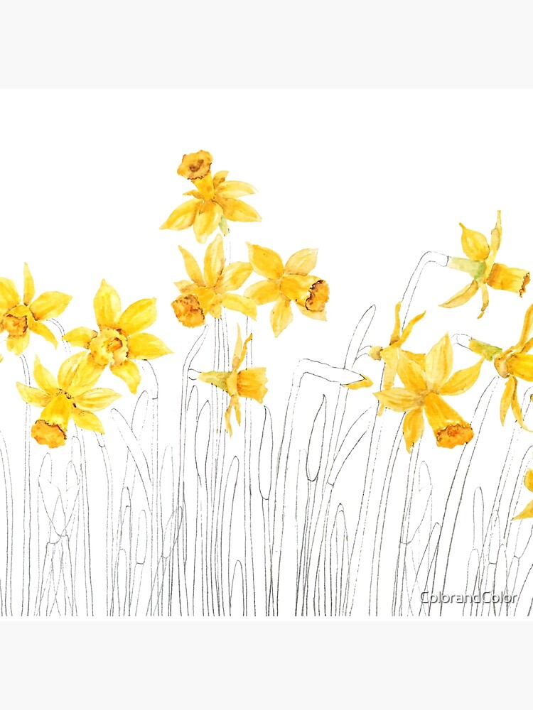 yellow daffodils field watercolor and pencil