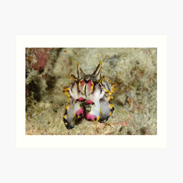 Flamboyant cuttlefish - Metasepia pfefferi Art Print