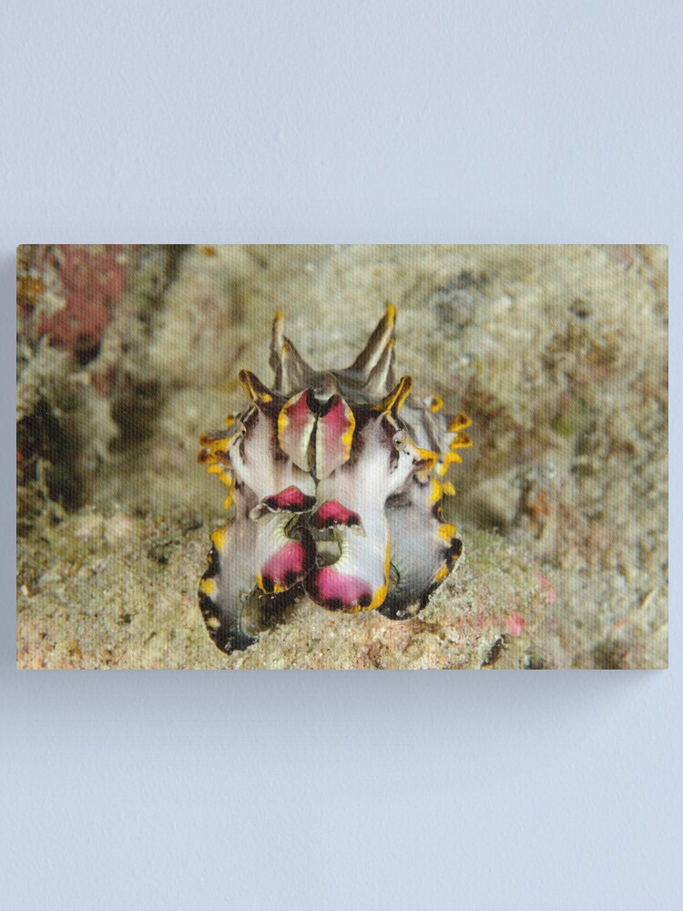 Alternate view of Flamboyant cuttlefish - Metasepia pfefferi Canvas Print