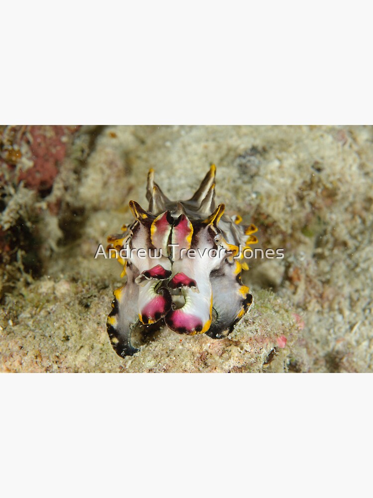 Flamboyant cuttlefish - Metasepia pfefferi by andrewtj