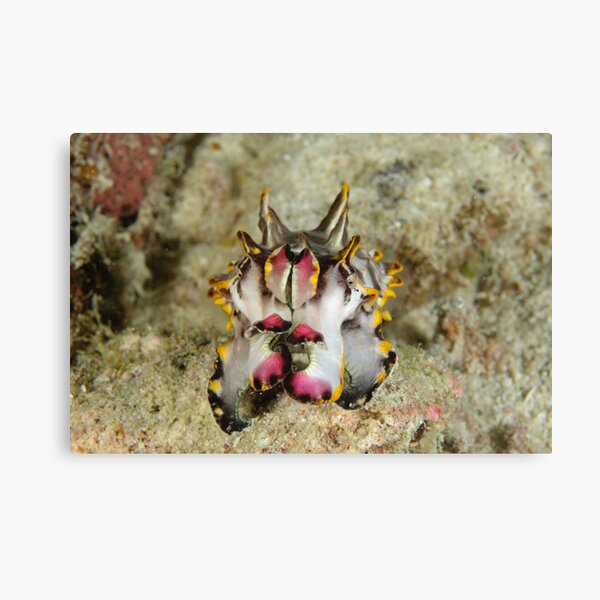 Flamboyant cuttlefish - Metasepia pfefferi Canvas Print