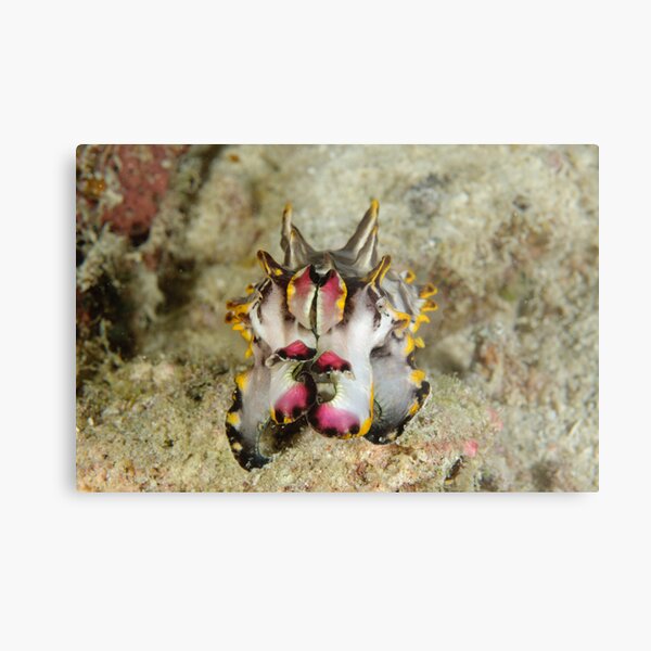 Flamboyant cuttlefish - Metasepia pfefferi Metal Print