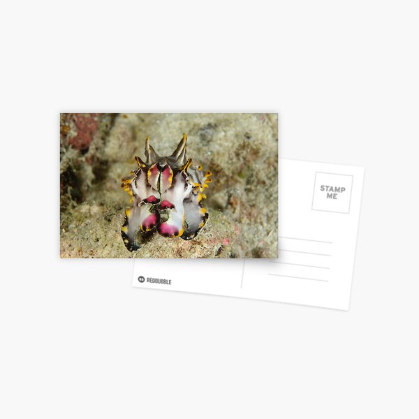 Flamboyant cuttlefish - Metasepia pfefferi Postcard