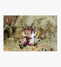 Flamboyant cuttlefish - Metasepia pfefferi Photographic Print