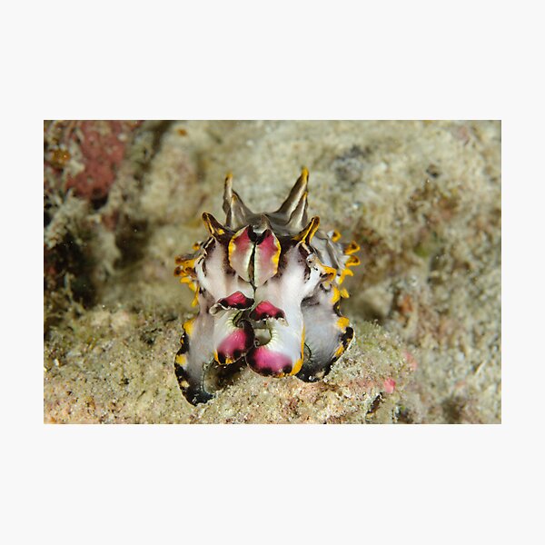 Flamboyant cuttlefish - Metasepia pfefferi Photographic Print
