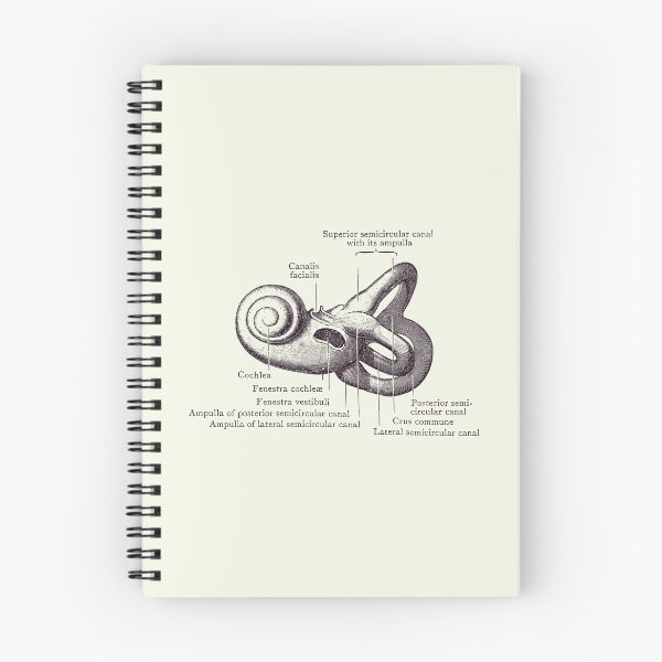Item preview, Inner Ear Anatomy Diagram - Vintage Poster 2 designed and sold by VAposters.