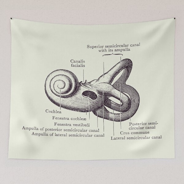 Item preview, Inner Ear Anatomy Diagram - Vintage Poster 2 designed and sold by VAposters.