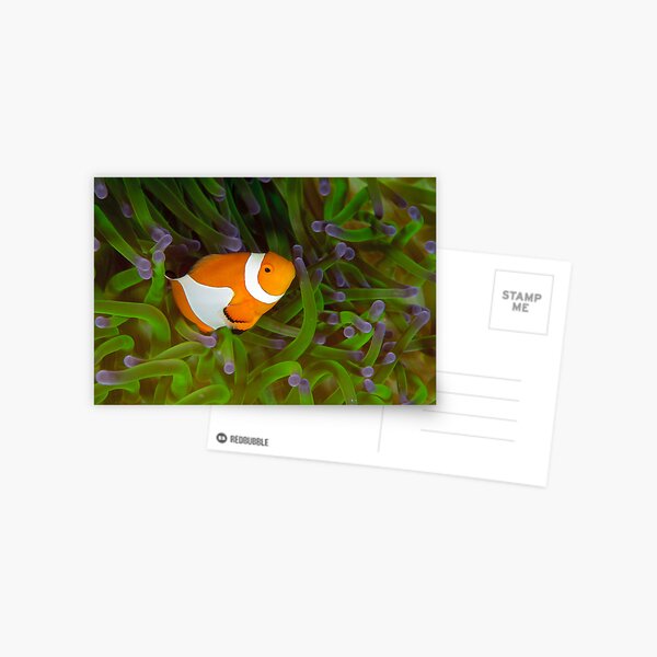 False Clown Anemonefish - Amphiprion ocellaris Postcard
