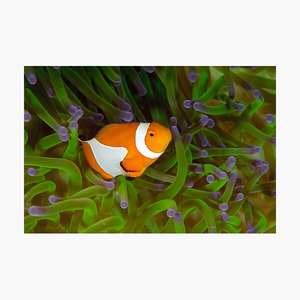 False Clown Anemonefish - Amphiprion ocellaris Photographic Print