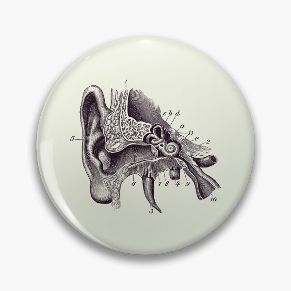 Item preview, Human Inner Ear Anatomy Diagram - Vintage Print 2 designed and sold by VAposters.