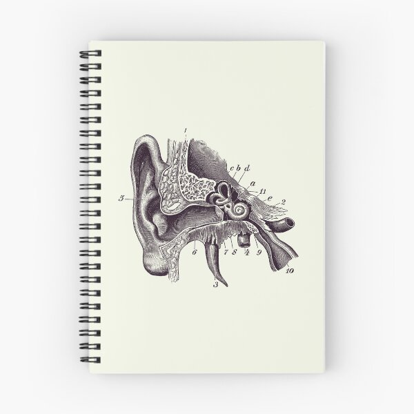 Item preview, Human Inner Ear Anatomy Diagram - Vintage Print 2 designed and sold by VAposters.