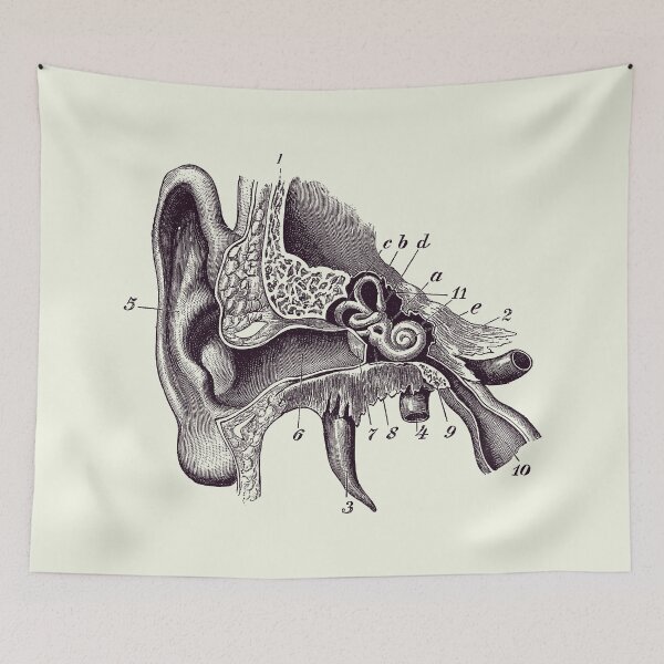 Item preview, Human Inner Ear Anatomy Diagram - Vintage Print 2 designed and sold by VAposters.