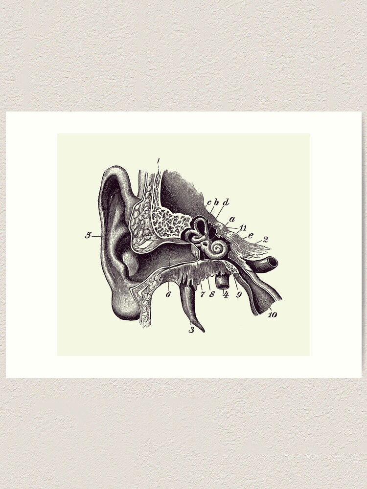 Vintage ear hotsell