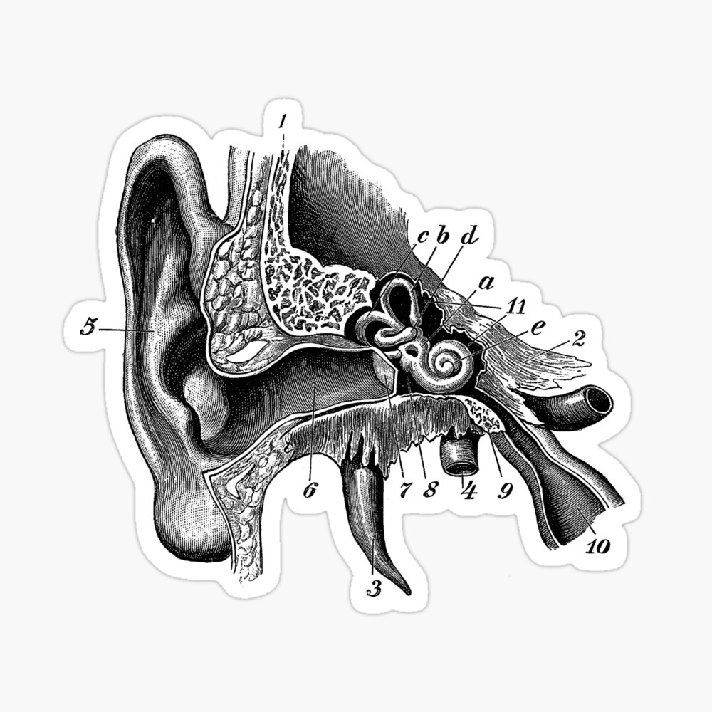 Human ear stock illustration. Illustration of practice - 28658995