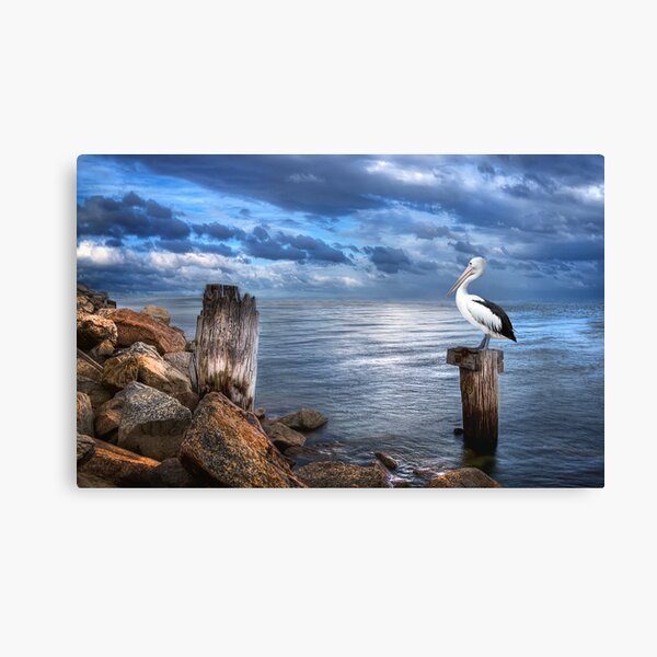 Pelicans Pride - The 2012 Almanac Calendar Front Cover Winner. Canvas Print