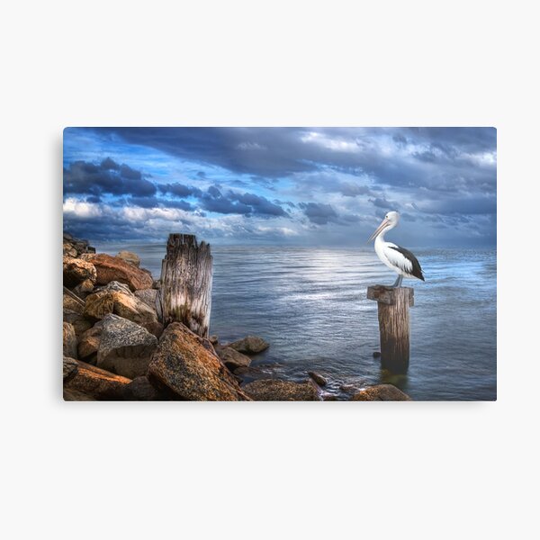 Pelicans Pride - The 2012 Almanac Calendar Front Cover Winner. Metal Print