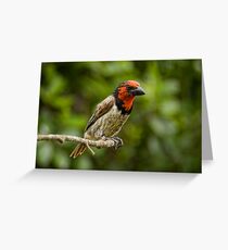 Black Collared Barbet Grußkarte
