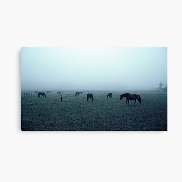 Horses in fog Canvas Print
