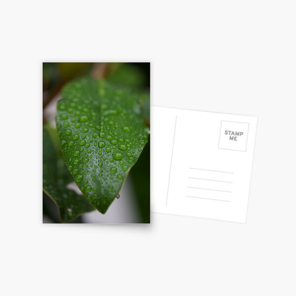 LEAVES Postcard