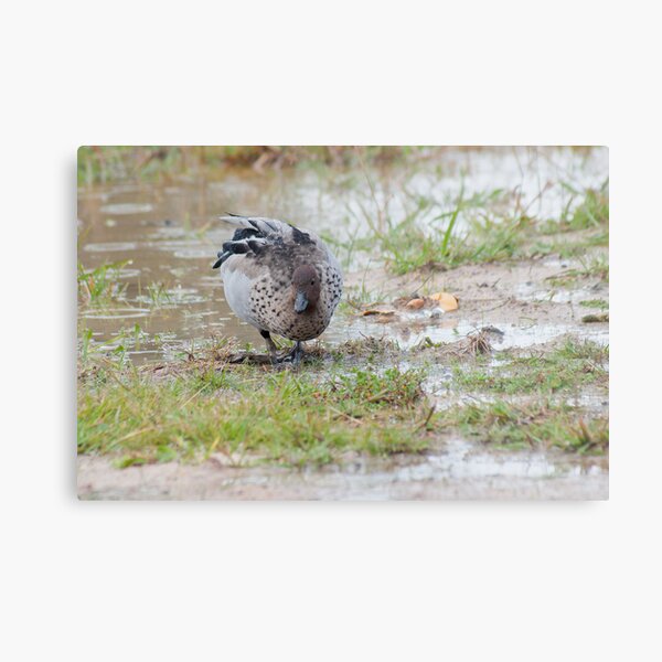 Australian Wood Duck (Chenonetta jubata) Metal Print