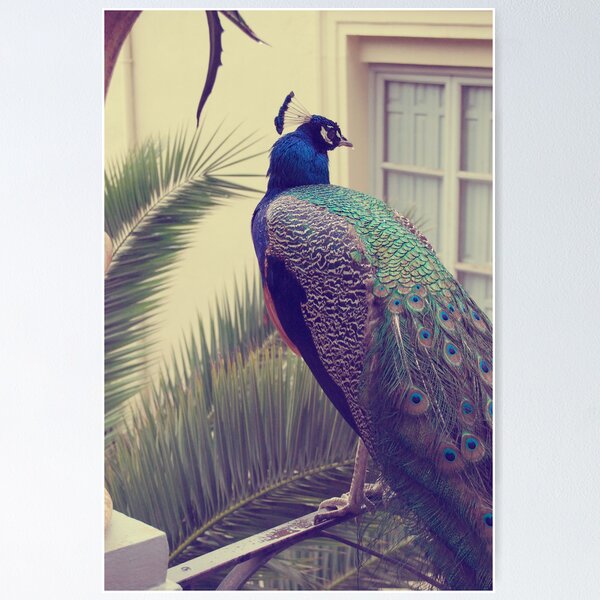 Item preview, pavo real / peacock designed and sold by Edel Montón Caño.