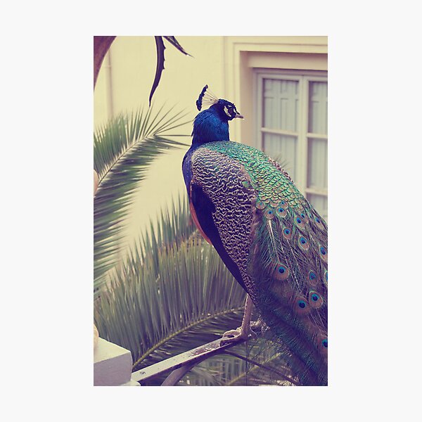 Item preview, pavo real / peacock designed and sold by Edel Montón Caño.