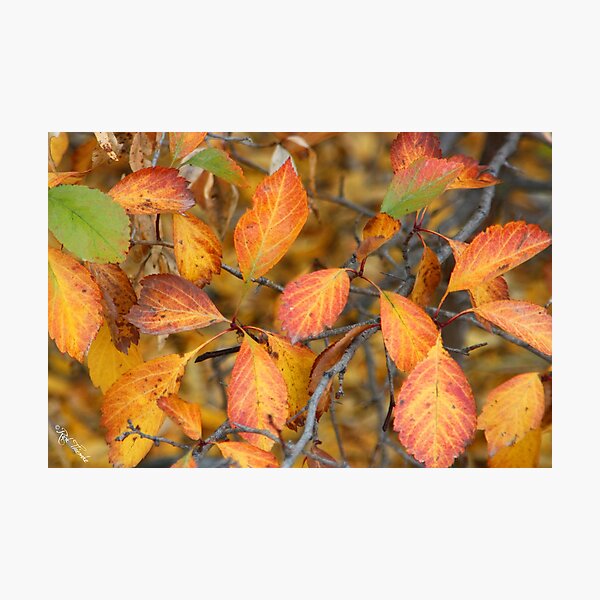 Item preview, Autumn is here designed and sold by Rick Thiemke.