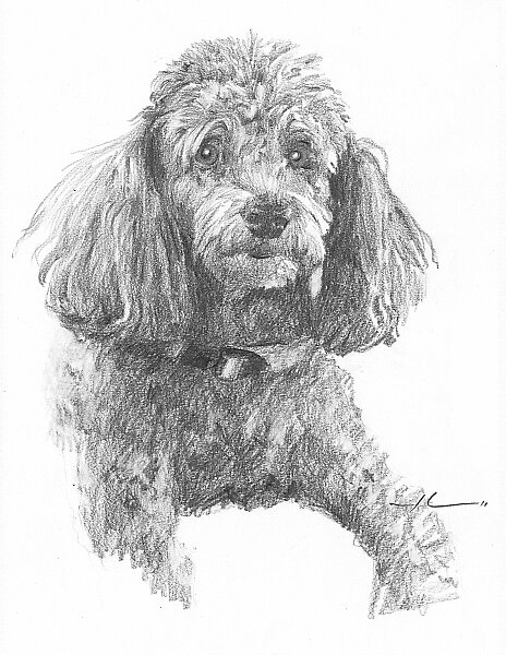 "Toy poodle drawing" by mike theuer | Redbubble