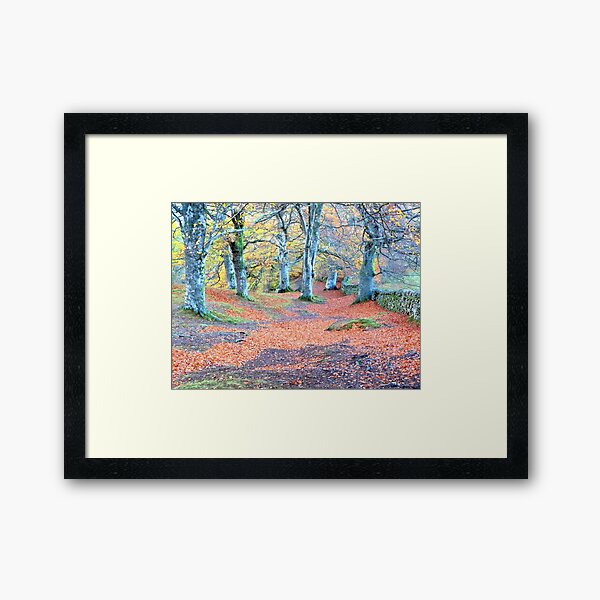 beech wood Framed Art Print