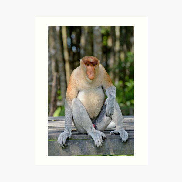 Male proboscis monkey - Nasalis larvatus Art Print