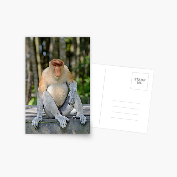 Male proboscis monkey - Nasalis larvatus Postcard