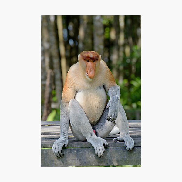 Male proboscis monkey - Nasalis larvatus Photographic Print