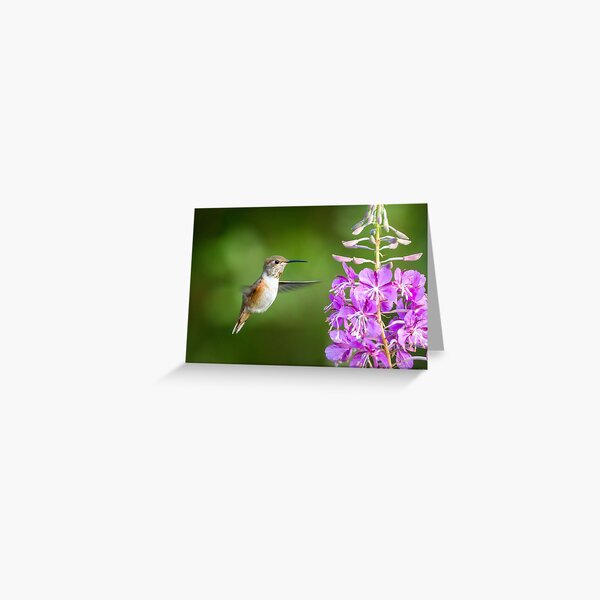 Suspended -- Rufous Hummingbird Greeting Card