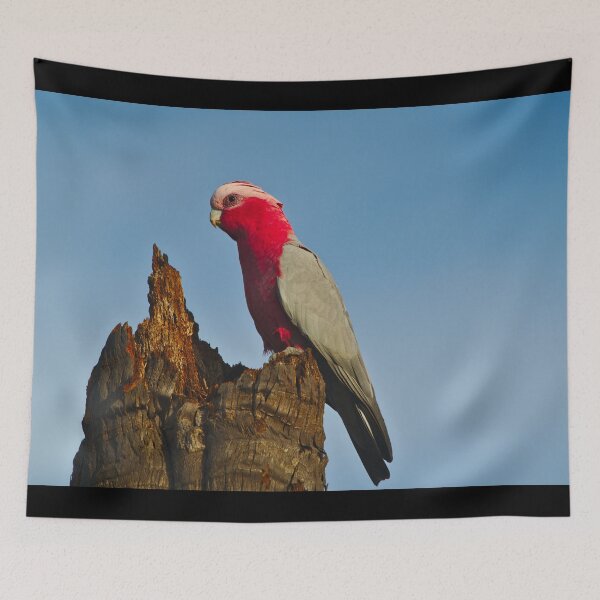 Item preview, A Pink And Grey Galah Looking Out Across The Landscape designed and sold by Jason Gilbert.
