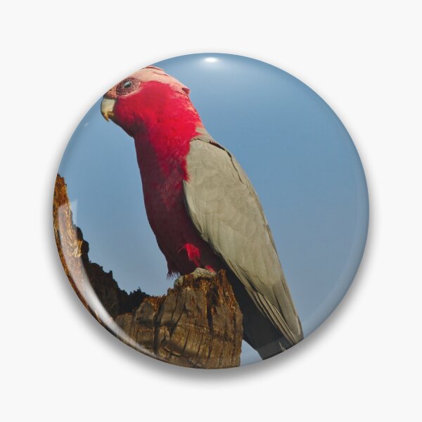 Item preview, A Pink And Grey Galah Looking Out Across The Landscape designed and sold by Jason Gilbert.