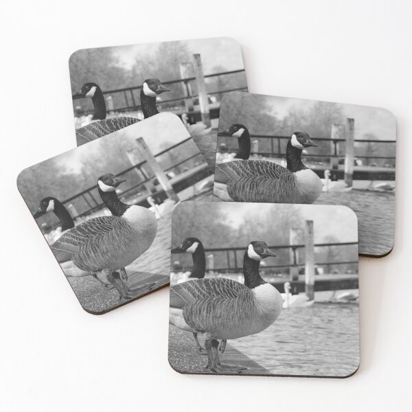 Item preview, A couple of Canadian Geese on river Thames embankment in Windsor, Berkshire, England designed and sold by santoshputhran.