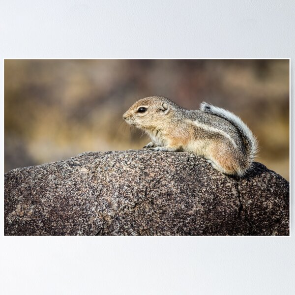 Item preview, White-tailed Antelope Ground Squirrel designed and sold by Robert Alsop.