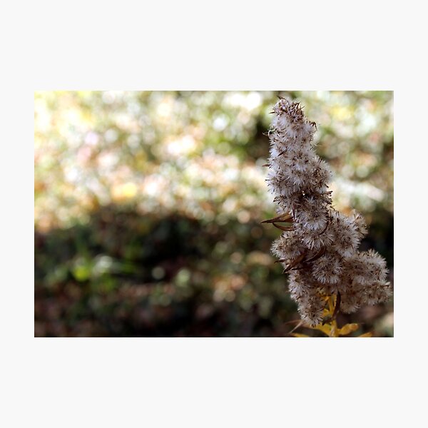 Item preview, Tranquil Flower Bokeh Digital Photo designed and sold by Krystian Stafford.
