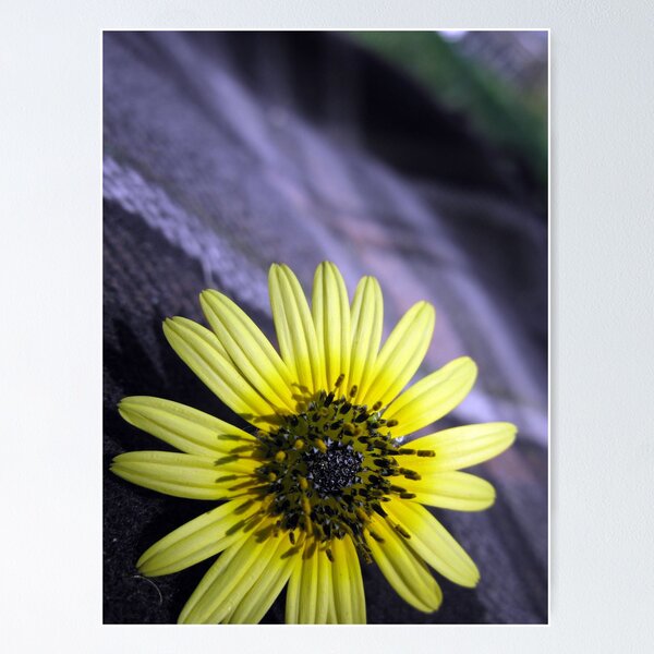 Item preview, daisy designed and sold by Jo Morcom.