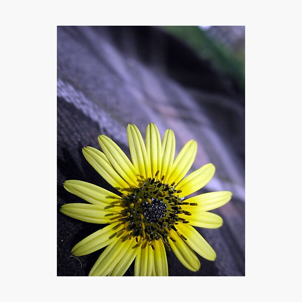 Item preview, daisy designed and sold by Jo Morcom.