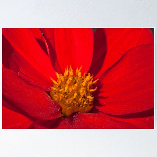 Item preview, Red Dahlia Close Up designed and sold by Steve Purnell Photography.