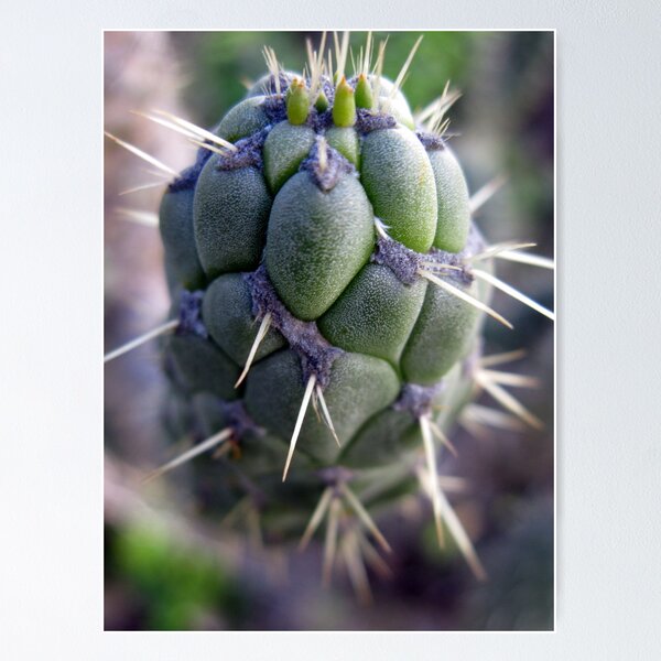 Item preview, prickly designed and sold by Jo Morcom.