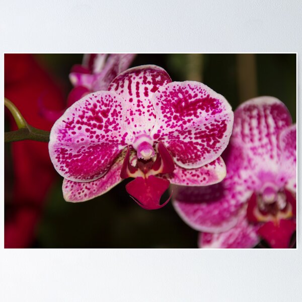 Item preview, Purple Spotted Orchid designed and sold by Sandra Chung.