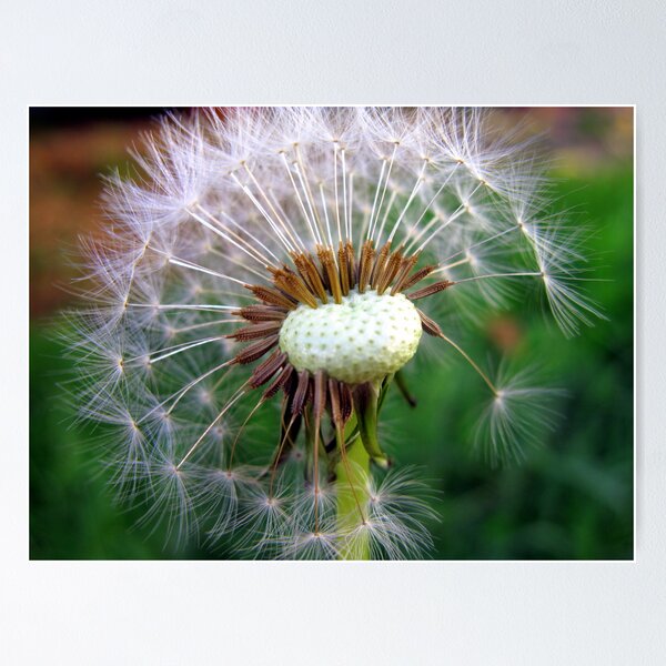 Item preview, spreading seeds designed and sold by Jo Morcom.